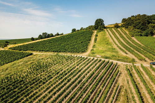 An vielen Orten in Rheinhessen sind die Böden von hellem Löss und Kalk bestimmt.