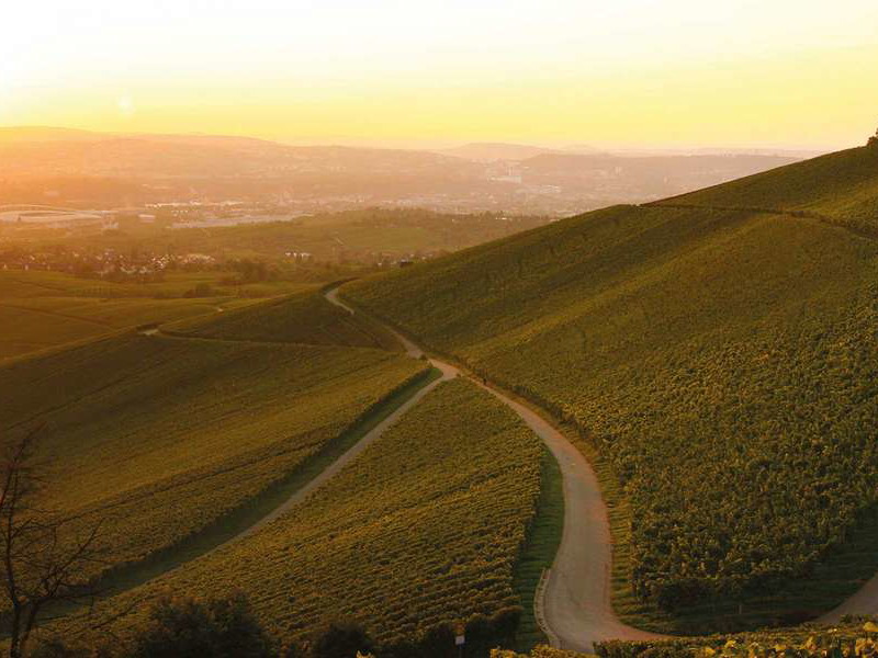 Württemberg ist eine der Spätburgunder-Hochburgen