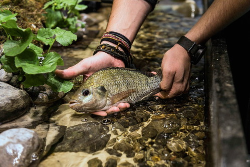 Fische wie dieser Buntbarsch sind die Nährstofflieferanten in Aquaponiksystemen. Ihre Ausscheidungen dienen als Dünger.