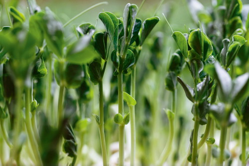 Bereits nach rund sechs Tagen können die Microgreens geerntet werden.