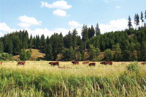 ..., als sie im Harz »Monument Men« drehten.