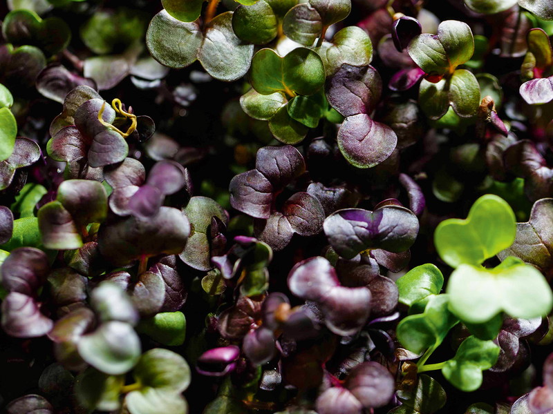 Ein Zürcher Jungunternehmen züchtet Microgreens in einem Bürogebäude im Stadtgebiet.