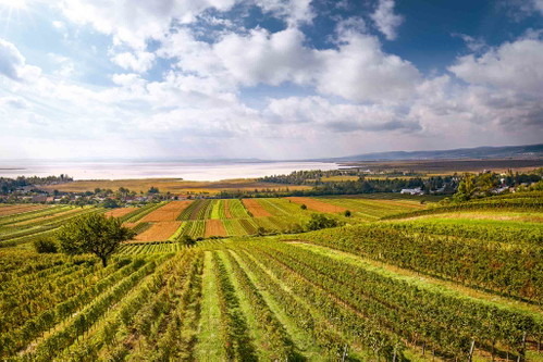 Blick über die Reben am Ried Bühl in Weiden auf die Weite des Neusiedler Sees.