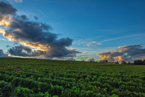 Château Lafite Rothschild