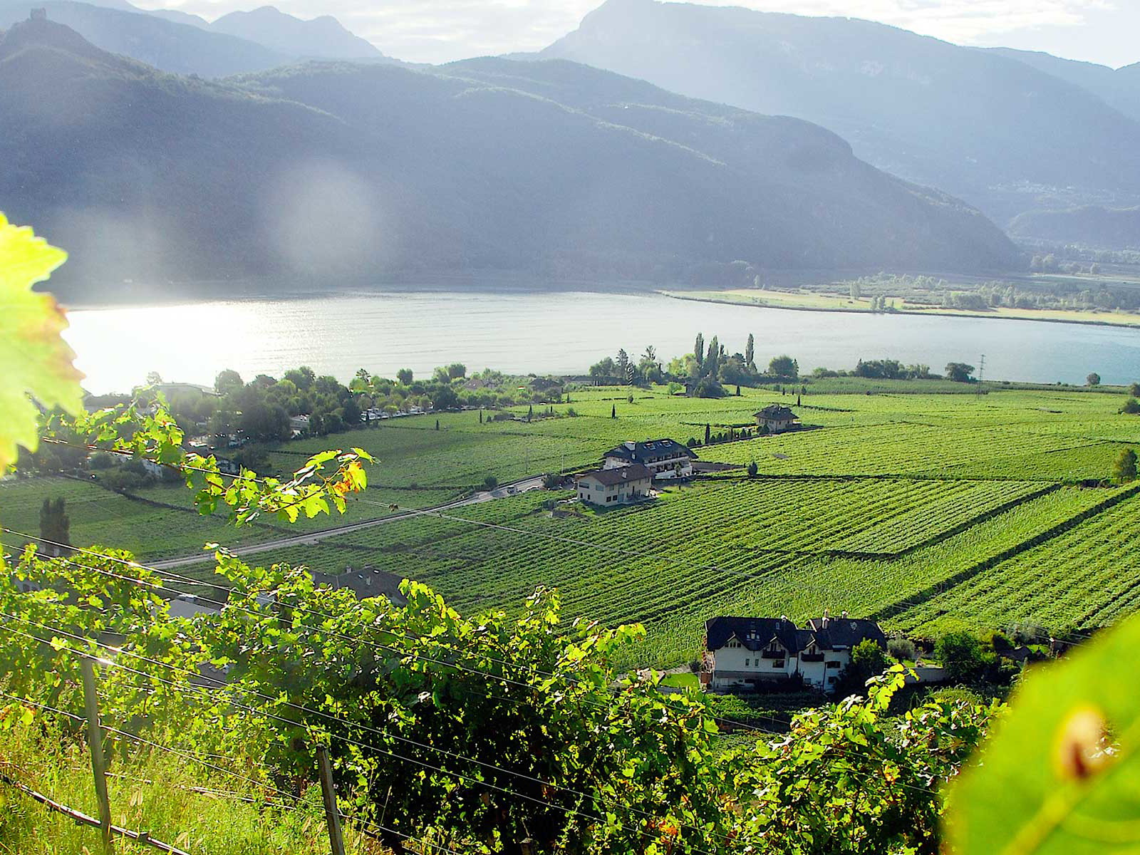 Weinberge von Alois Lageder mit Blick auf den Kalterer See