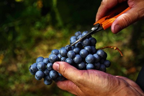 Die Blaufränkisch Grands Crus am Eisenberg...