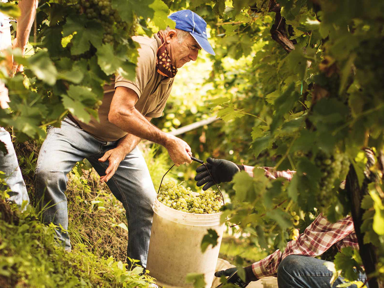 Steile Sache: In den Weinbergen des Prosecco Superiore ist Handarbeit angesagt.