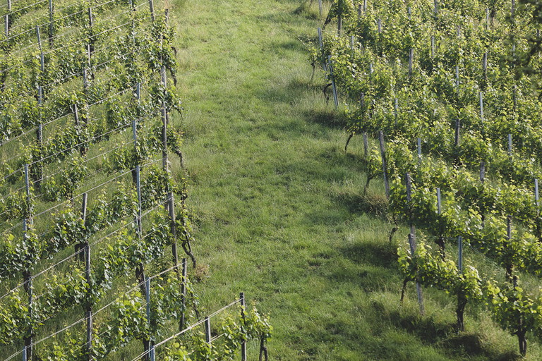 Das Weingut Jaunegg besitzt acht Hektar Weingärten.