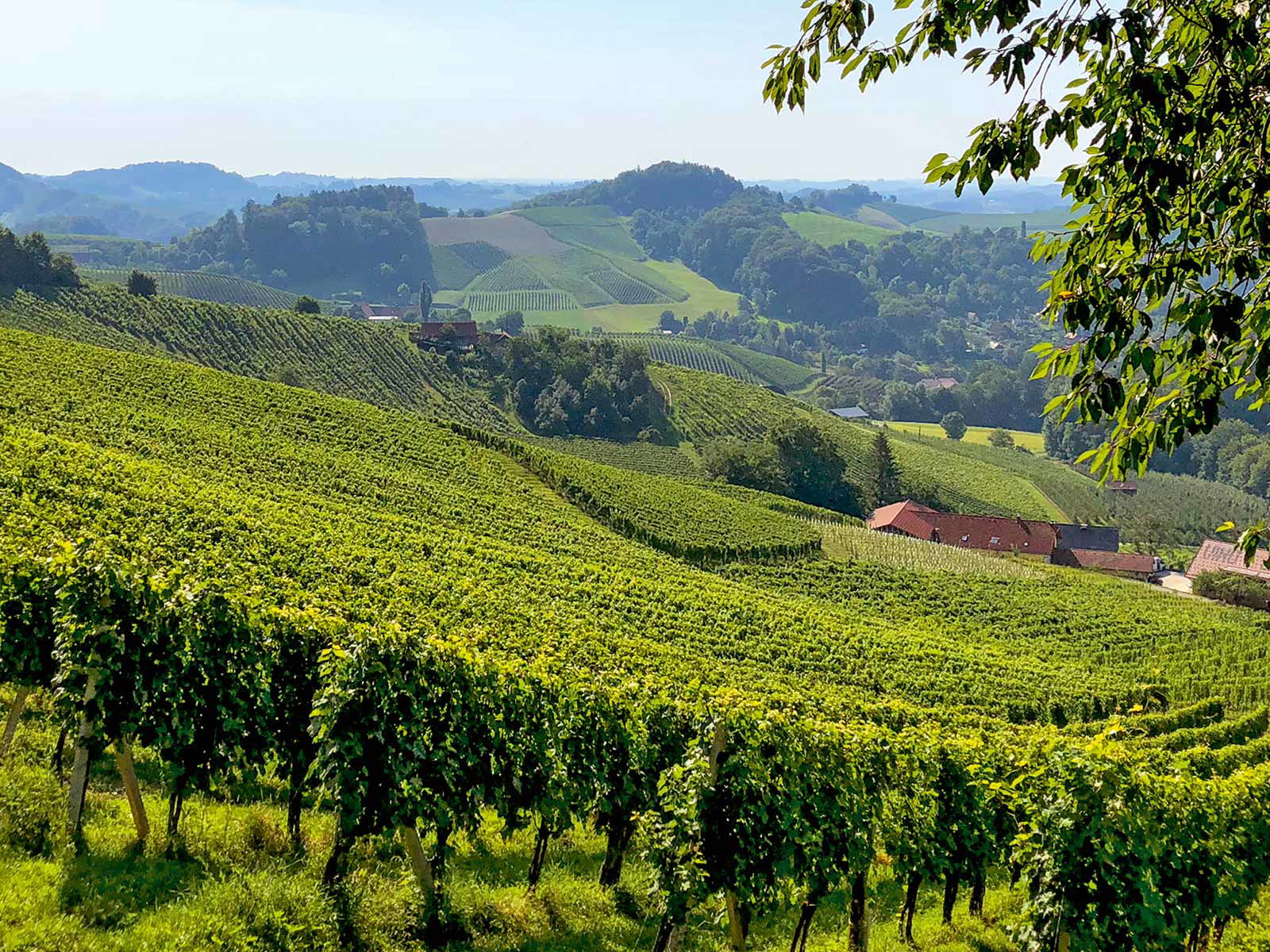 Mit Reben bestockte Hügel, dazwischen Buschenschänken: das ist das Weinland Steiermark