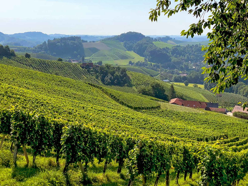 Mit Reben bestockte Hügel, dazwischen Buschenschänken: das ist das Weinland Steiermark