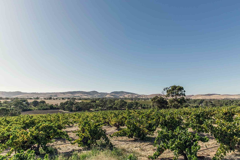 Weingärten in Barossa.