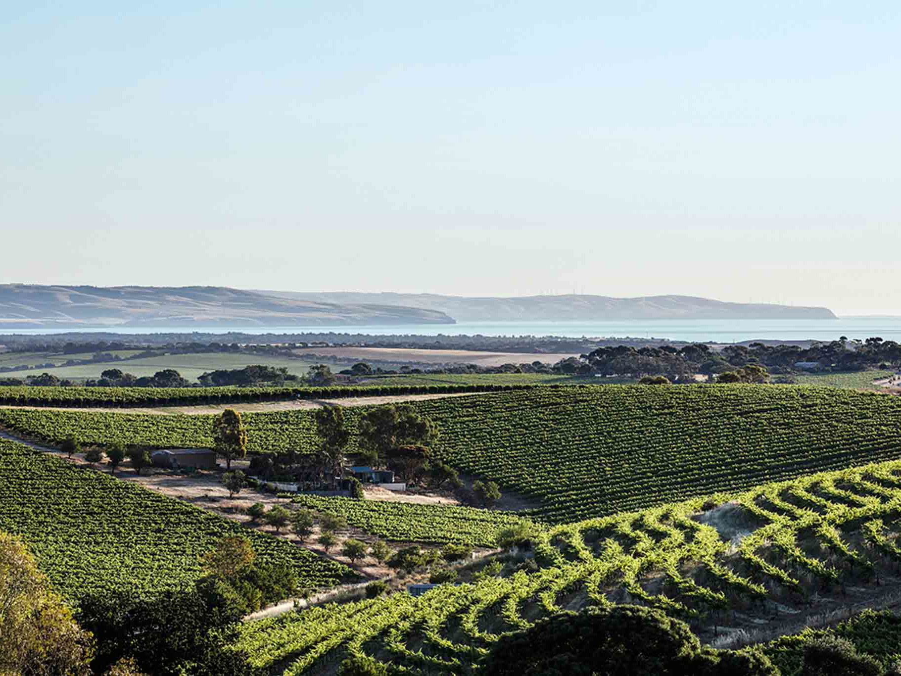 Weingärten in McLaren Vale, mit Meer im Hintergrund.