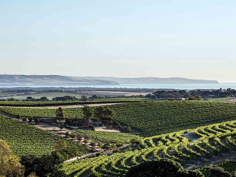 Weingärten in McLaren Vale, mit Meer im Hintergrund.