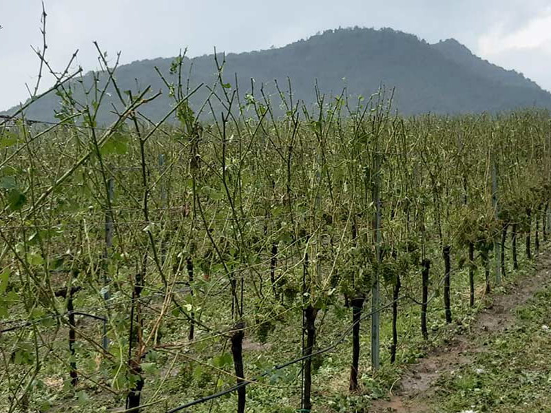 Ein völlig zerstörter Weingarten in Spitz