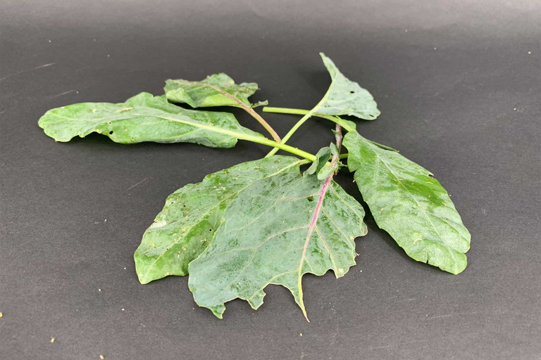 Das vielfältige Kohlrabiblatt kann ähnlich wie Spinat verwendet werden.