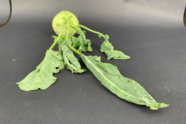 Auch Kohlrabiblätter sind individuell und spannend einsetzbar.