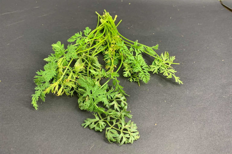 Aus Karottengrün lässt sich ein Pesto zubereiten.