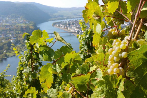 An der Mosel hält König Riesling Hof – aus kleinen Träubchen werden große Weine.