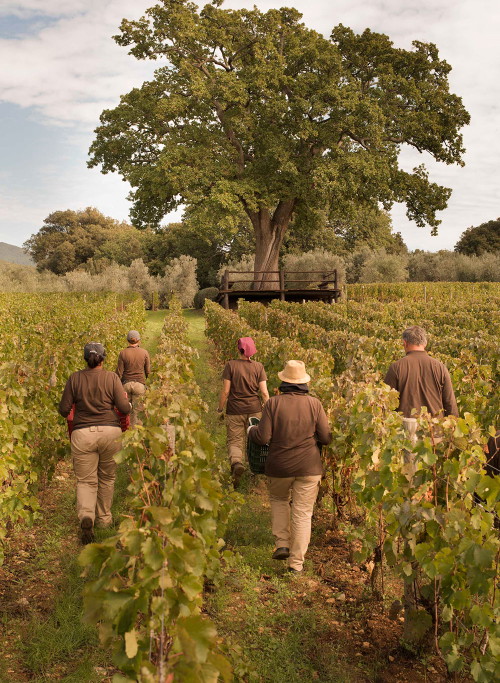Weinreben bei&nbsp;der Tenuta Ornellaia
