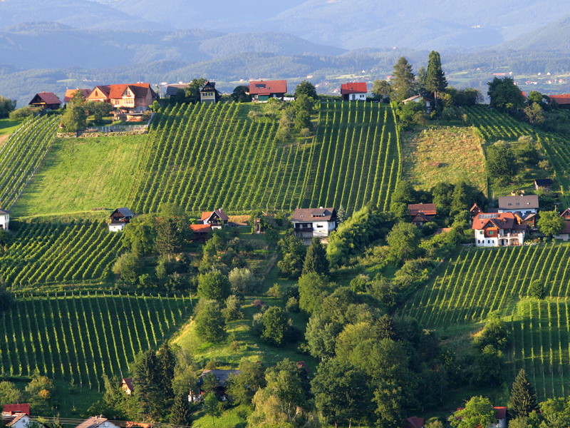 Schilcherland: Steile Hänge mit kleinen Weingartenparzellen prägen die Landschaft der Weststeiermark.