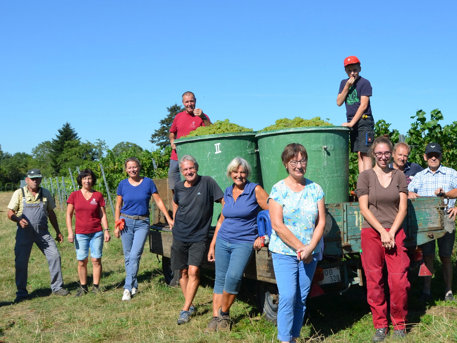 Die erste Weinlese im Badischen Gengenbach-Offenburg begann vierzehn Tage früher als geplant.