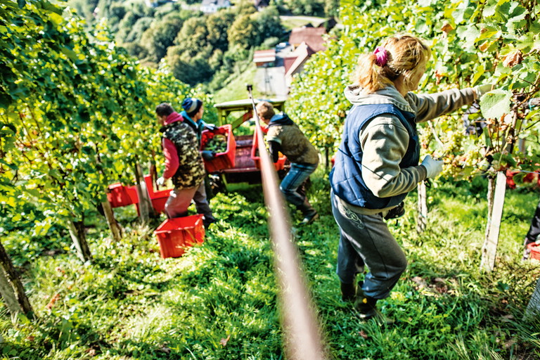Eine ziemlich steile Angelegenheit: im Sausal fühlt sich der Riesling bereits seit vielen Jahrhunderten wohl, verlangt den Winzern aber einiges an Kondition ab.