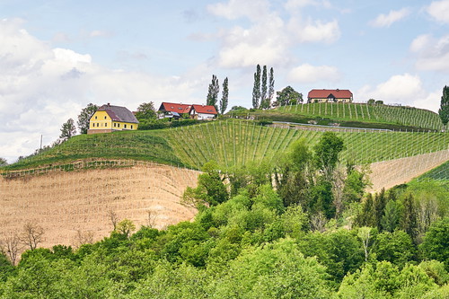 Auf den extrem steilen Schieferverwitterungsböden in der »Ried Dr. Wunsch« in Kitzeck planzt Gerhard Wohlmuth seinen neuen Rieslinggarten.