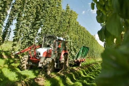 Hopfen gilt als die Seele des Bieres bei der Brauerei Stiegl. Er sorgt für Charakter und&nbsp; Geschmack.