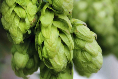 Hopfen