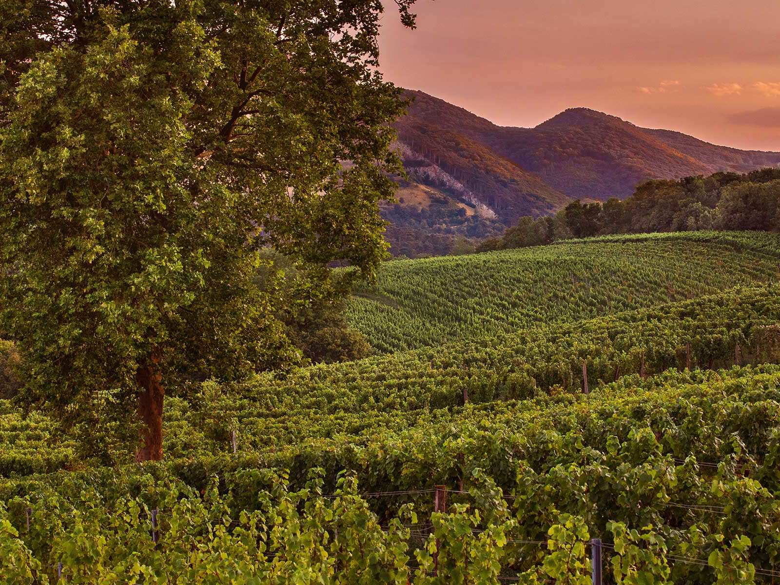 Maurer Weinlagen im Abendrot: Auch im Süden von Wien wächst hervorragender Wein.