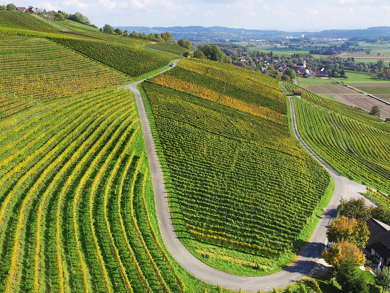 Die Rebberge des Weinguts Karin und Roland Lenz sind zu grossen Teilen mit PiWi-Rebsorten bestockt.