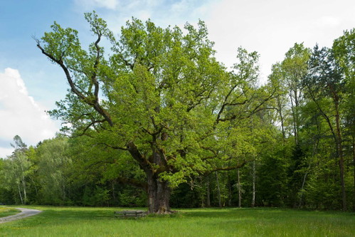 Solitäre Stieleiche am Wegesrand
