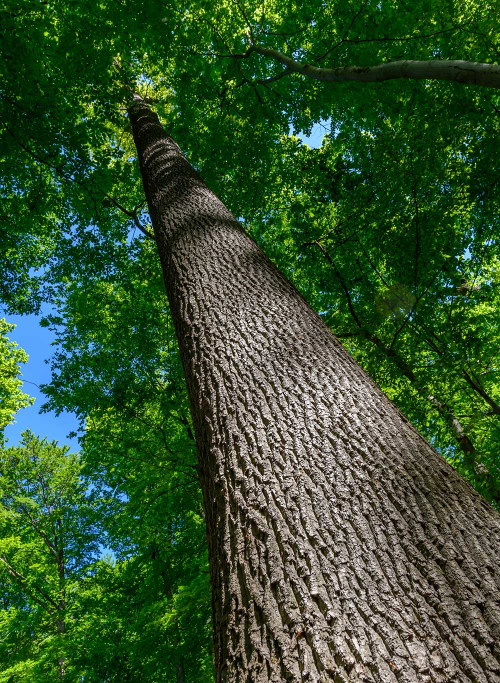 Traubeneiche (Quercus petraea) im Eichenhain, Wienerwald