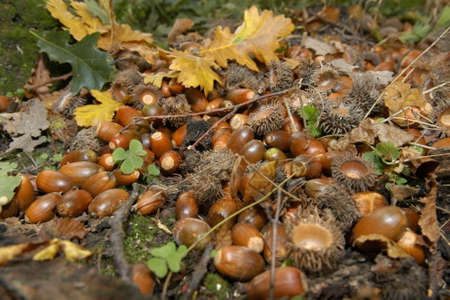 Eicheln mit Kappen – die Früchte der Eichen