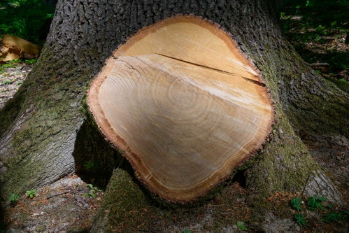 Baumscheibe einer Eiche