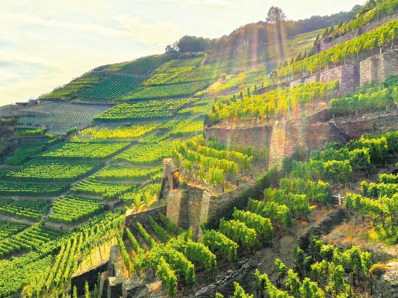Trockenmauern, schmale Terrassen und flachgründig verwitterter Schieferboden: Hier wächst der Kräuterberg Spätburgunder.