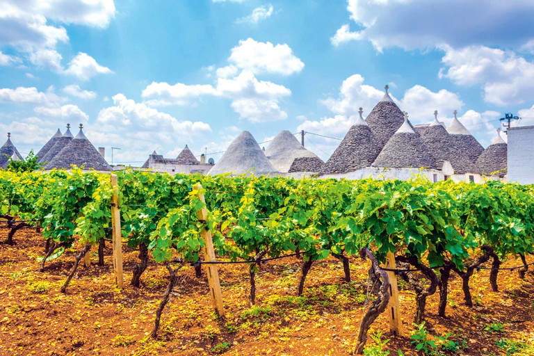 Weinbau spielt in Apulien&nbsp;eine große Rolle: Wichtigste Sorte ist der rote Primitivo, der in den USA als Zinfandel angebaut wird.