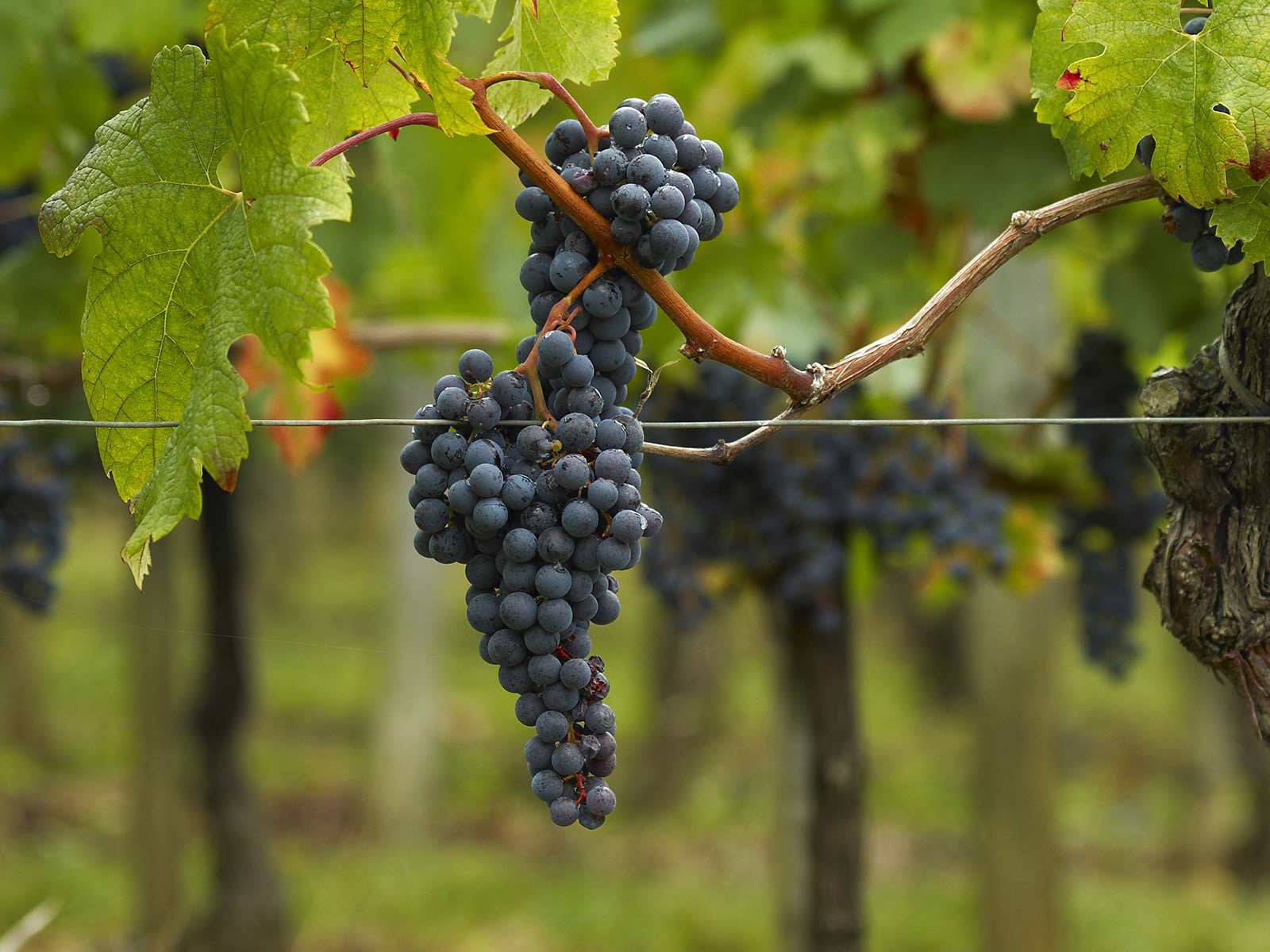 Weltweit flächenmässig am prominentesten ist Cabernet Sauvignon.