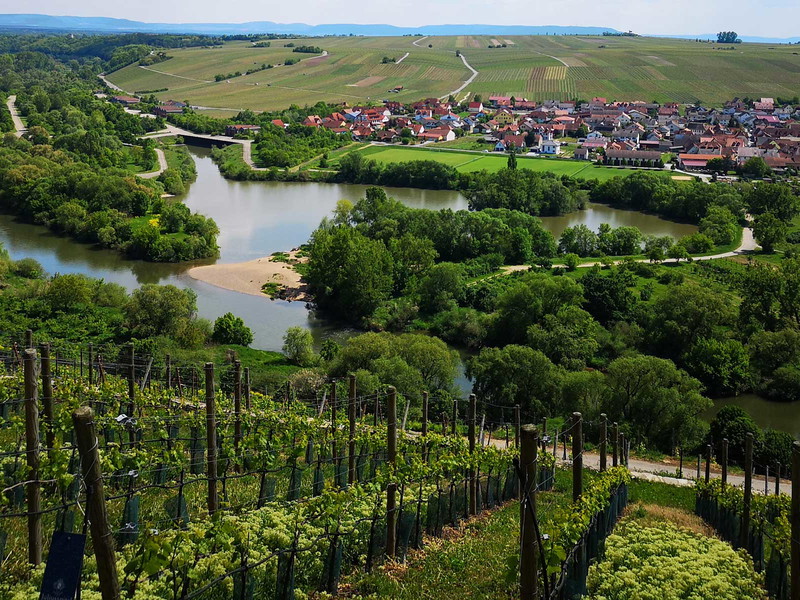 Franken kämpft zur Weinlese mit den Folgen des Spätfrosts.