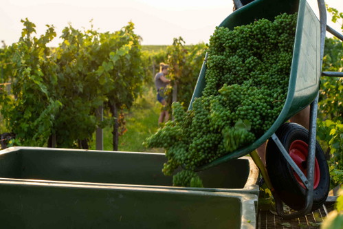 Grundlage für das Getränk ist der alkoholfreie Saft früh geernteter Weintrauben aus dem Weingut Türk.