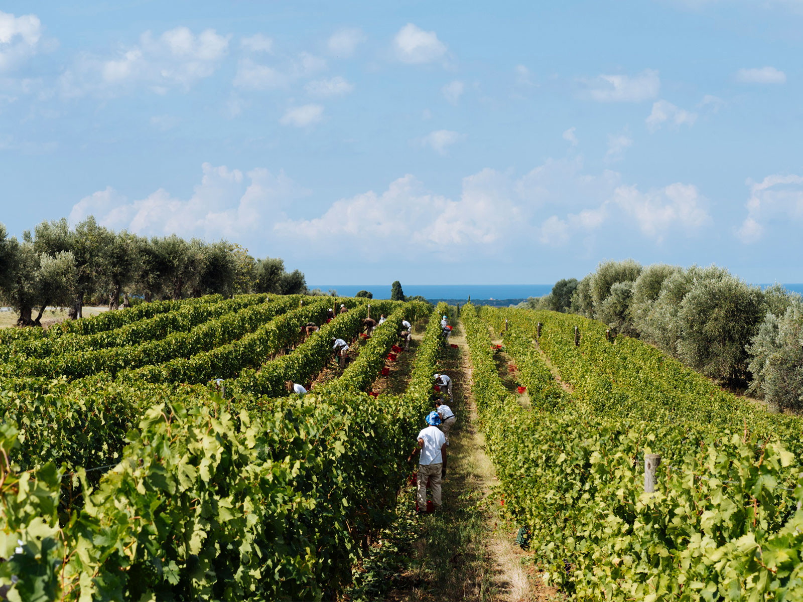 Das Weingut Ornellaia berichtet von einem hervorragenden Potenzial der Trauben.