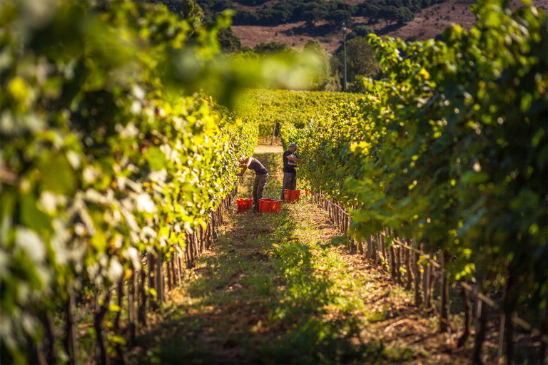Das Weingut Siddùra auf Sardinien
