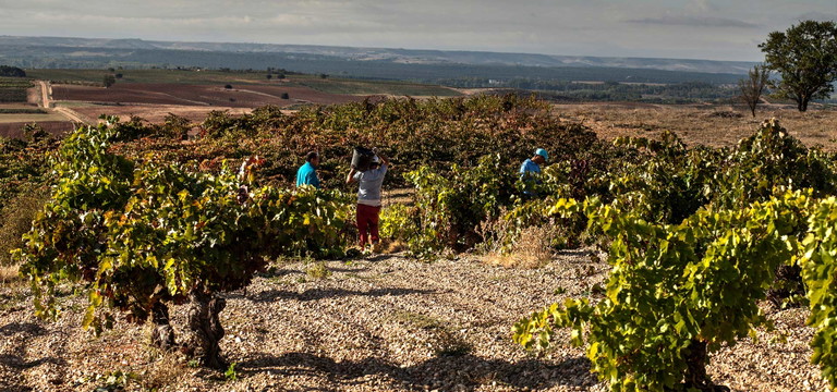 Tempranillo-Ernte im Norden Spaniens