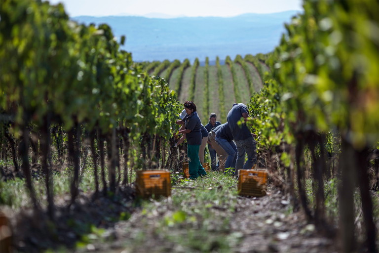 Die Tenuta Luce aus Montalcino