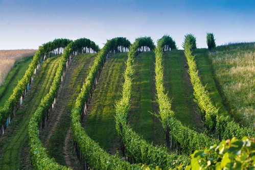 Weingut Dürnberg, Falkenstein, Weinviertel, duernberg.at