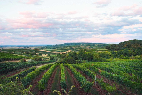 Weingut Norbert Bauer, Jetzelsdorf, Weinviertel, bauer-wein.com