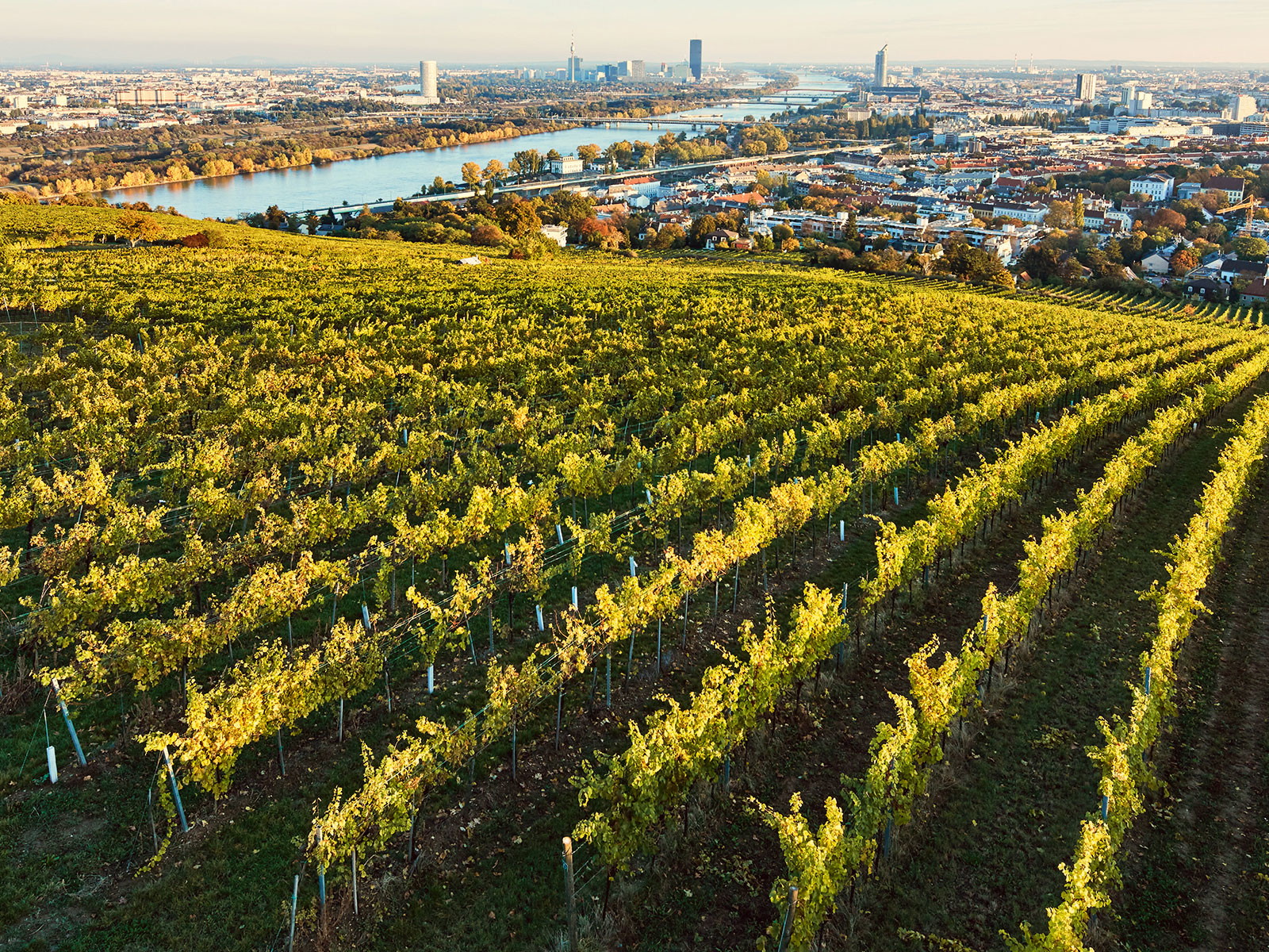 Vom Nussberg, einer der besten Weinrieden Wiens, eröffnet sich ein wunderbarer Blick auf die Donaumetropole.