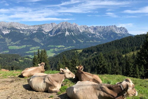 Auf den Almen weiden Kühe.