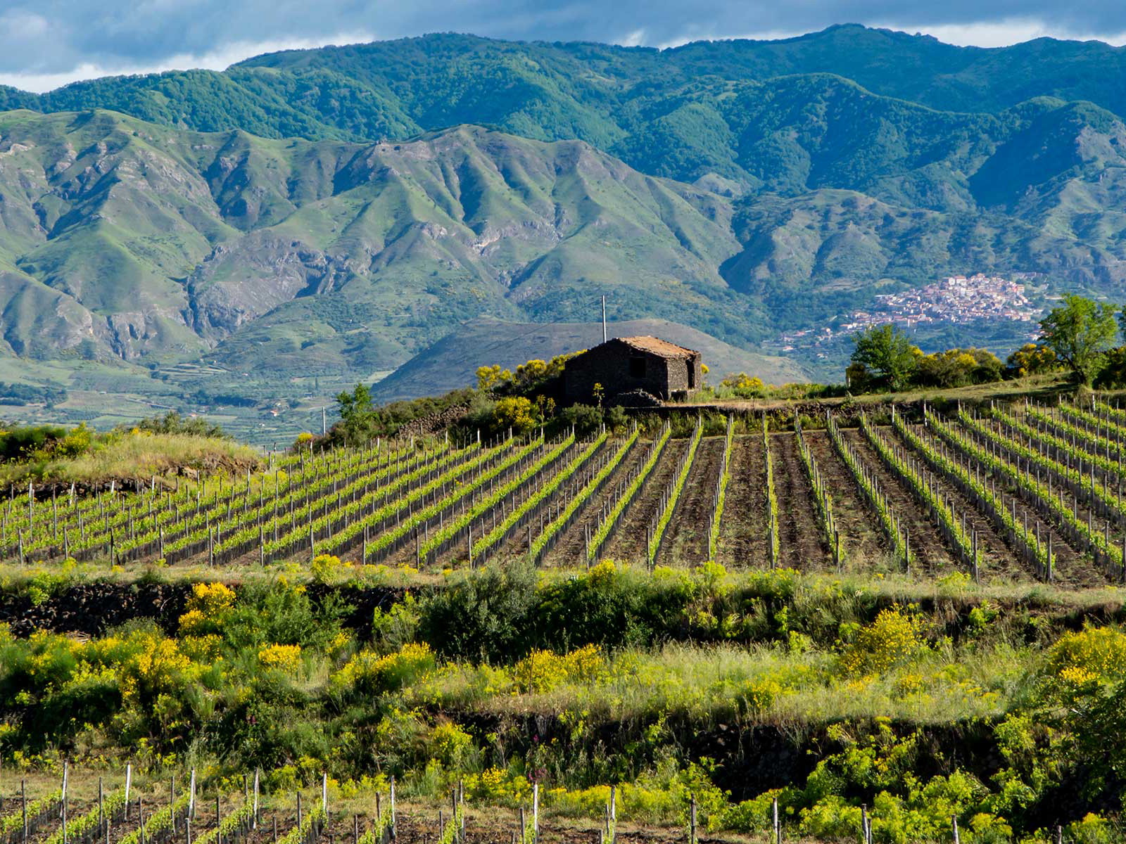 Das hippe Weinbaugebiet Etna rund um den sizilianischen Vulkan kommt im neuen »Weinatlas« entsprechend Aufmerksamkeit.