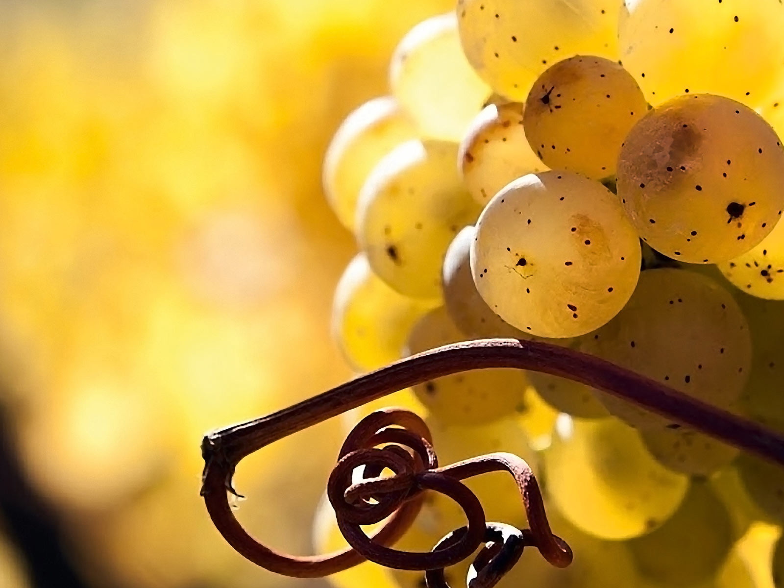 Kleine, reife Riesling-Beerchen brachte der Jahrgang 2019 in Deutschland reichlich.